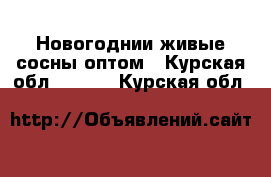 Новогоднии живые сосны оптом - Курская обл.  »    . Курская обл.